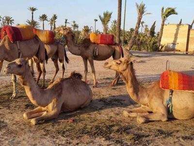 Marrakech ride camel, Morocco Best sahara tours