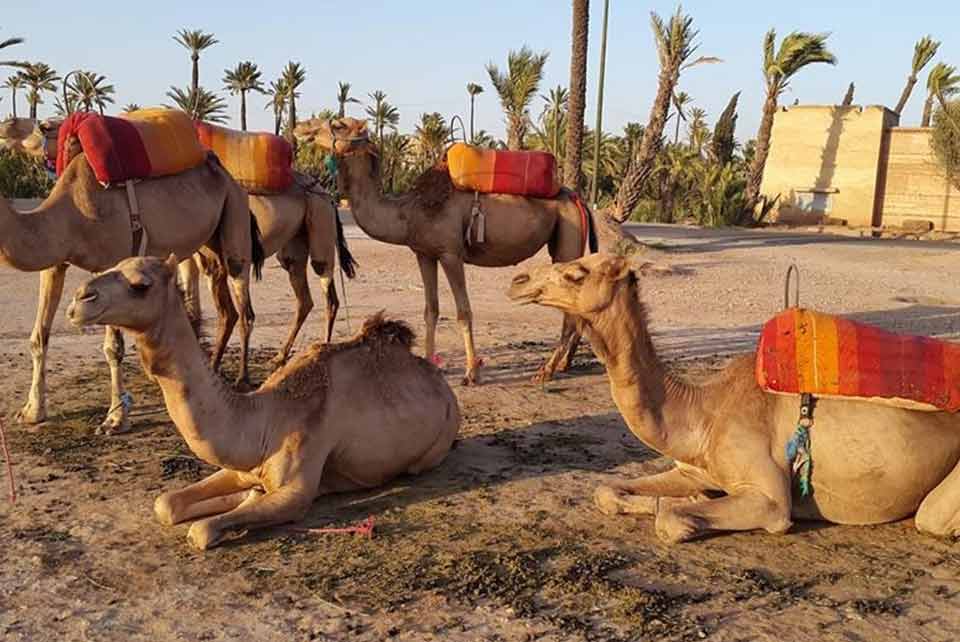 Marrakech ride camel, Morocco Best sahara tours
